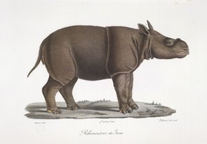 Nosorożec jawajski, z historii naturalnej ssaków (kolor lito) autorstwa French School