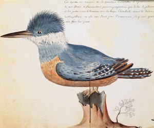 Obrączkowany zimorodek (Megaceryle torquata), Elizabeth Bay, Cieśnina Magellana, akwarela z dziennika pokładowego Jacquesa Gouina de Beauchesne (1652-1730), kapitan Compagnie Royale de la Mer du Sud, od 1698 do 1701, Francja autorstwa French School
