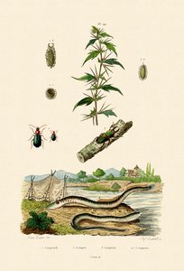 Szorstki Cockleburr, 1833-39 autorstwa French School