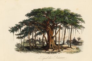 Święte drzewo figowe, Ficus religiosa, znane również jako drzewo bodhi, drzewo banianowe, drzewo banyanowe, drzewo pippala, drzewo peepul, drzewo peepal lub drzewo ashwattha autorstwa French School
