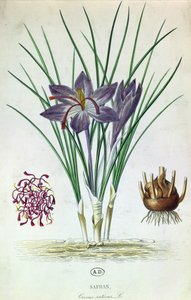 Szafran (Crocus Sativus) autorstwa French School