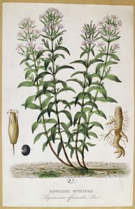 Saponaria officinalis, XIX w. (kolor grawerowany) autorstwa French School