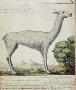 Owce z Peru (lamy lub alpaki) (wc na papierze)
