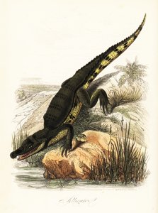 Kajman okularowy, kajman crocodilus autorstwa French School