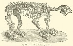 Squelette fossile du megatherium (rycina) autorstwa French School