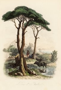 Sosna kamienna, Pinus pinea, znana również jako włoska sosna kamienna, sosna parasolowa i sosna parasolowa autorstwa French School