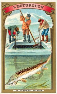 Jesiotr (chromolitho) autorstwa French School