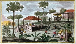 Produkcja cukru w Indiach Zachodnich, fragment 00155 - w „Historii powszechnej Antyli zamieszkanych przez Francuzów przez Du Tertre”, pocz. autorstwa French School