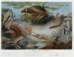 Sunapte de Duvernoy - w „”Le Monde de la Mer”” Alfreda Fredola. wyd. Paryż, Hackette. autorstwa French School