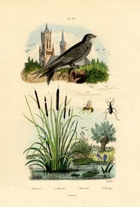 Szybki, 1833-39 autorstwa French School
