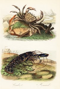 Tasmański krab olbrzymi, Pseudocarcinus gigas i homar europejski, Homarus gammarus autorstwa French School