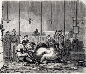 Narodowa Szkoła Weterynaryjna w Alfort - Les grandes écoles de France - Szkoła weterynaryjna Maison Alfort w 1866 r. - Prosektorium - Grawerowanie w „Le monde illustrious” z 1866 r. autorstwa French School