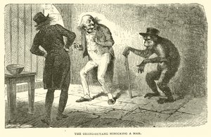 Orang-Outang naśladujący człowieka (rycina) autorstwa French School