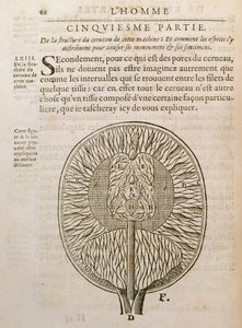Struktura mózgu, z De Homine Figuris Rene Descartes (1596-1650) opublikowanej w Hadze, 1662 autorstwa French School
