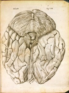 Struktura mózgu, z De Homine Figuris Rene Descartes (1596-1650) opublikowanej w Hadze, 1662 autorstwa French School