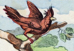 Kardynał. Grawerowanie w "Buffon Alphabet des Oiseaux n 2". 3. Seria N 2. Obrazowanie Epinal, Epinal, koniec XIX wieku. 16 stron. Wymiary: 28x21 cm autorstwa French School