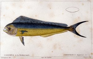Delfiny Morza Śródziemnego według „Naturalnej historii ryb” Cuvier, Valenciennes, Paryż autorstwa French School