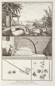Uprawa bawełny, z Encyklopedii Denisa Diderota (1713-84), ryt. A. Provost (fl.1834-55), ok.1760 autorstwa French School