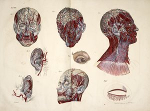 Głowa, oko, szyja i tkanki ucha, „Płytki anatomiczne ludzkiego ciała wykonane z naturalnych wymiarów, wraz z tekstem objaśniającym Wydane przez cte de Lasteyrie...”, ok. 1824 (kolor lito) autorstwa French School