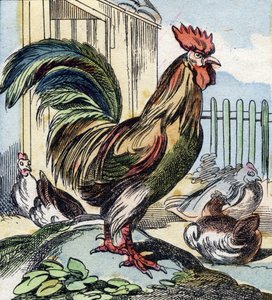 Kogut. Grawerowanie w "Buffon Alphabet des Oiseaux n 2". 3. Seria N 2. Obrazowanie Epinal, Epinal, koniec XIX wieku. 16 stron. Wymiary: 28x21 cm autorstwa French School