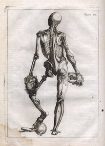 Figura ta może zaspokoić ciekawość tych, którzy chcą zobaczyć Korpus Depouille do Kości - grawerowanie w „Anatomii abstrakcyjnej, przystosowanej do sztuki malarskiej i rzeźbiarskiej” - „Abrege d