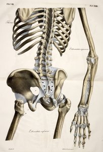 Klatka piersiowa, z płyt anatomicznych ludzkiego ciała wykonanych zgodnie z naturalnymi wymiarami, wraz z tekstem objaśniającym Wydane przez cte de Lasteyrie autorstwa French School