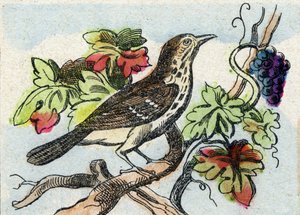 Drozd. Grawerowanie w "Buffon Alphabet des Oiseaux n 1". 3. Seria N 1. Obrazowanie Epinal, Epinal, koniec XIX wieku. 16 stron. Wymiary: 28x21 cm autorstwa French School