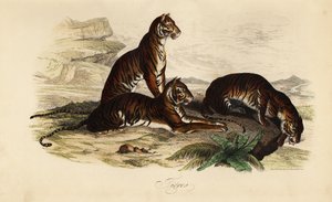 Tygrys, Panthera tigris autorstwa French School