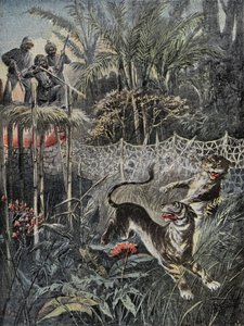 Polowanie na tygrysy w indyjskich dżunglach: błotniki są za siatką, a myśliwi są bezpieczni na belwederze. Grawer w „”Le Pelerin””, dnia 05.02.1899. Selva Dz. autorstwa French School