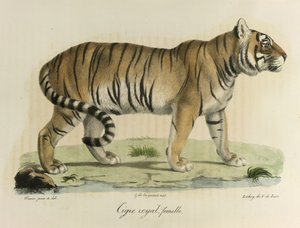 Tygrys królewski, samica. Samica tygrysa królewskiego, z historii naturalnej ssaków (kolor lito) autorstwa French School