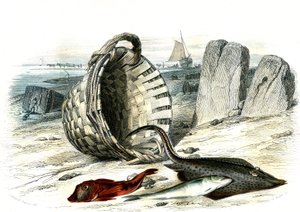 Trigle grondin (Trigle cuculus), witlinek (merlangius merlangus), raie grondin (dipturus batis) - Płyta wydobyta z Histoire Naturelle przez Bernarda Germaina de Lacepede (1856-1925), wydanie P.Furme, Paryż autorstwa French School