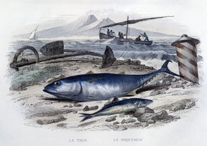 Tuńczyk i makrela - w „Historii naturalnej” Lacepède, T.II, wyd. Furne et Cie, Paryż autorstwa French School