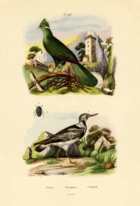 Turaco, 1833-39 autorstwa French School