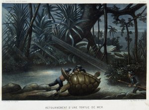 Żółw żółwia morskiego - w „Le monde de la mer” Alfreda Fredola, Hachette, Paryż autorstwa French School