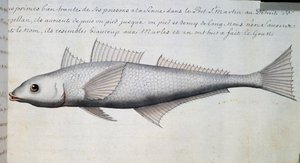 Nieznana ryba, Cieśnina Magellana, akwarela z dziennika pokładowego Jacquesa Gouina de Beauchesne (1652-1730), kapitana Compagnie Royale de la Mer du Sud, od 1698 do 1701, Francja autorstwa French School