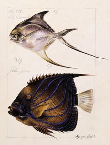 Velle... Itd, ok.1850 autorstwa French School