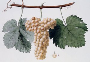 Odmiana winogron Viognier, Viogne