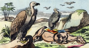 Sępy. Grawerowanie w "Buffon Alphabet des Oiseaux n 1". 3. Seria N 1. Obrazowanie Epinal, Epinal, koniec XIX wieku. 16 stron. Wymiary: 28x21 cm autorstwa French School