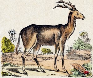 Ksantarus. Grawerowanie w „Alfabet des animaux sauvages””. 9. seria. Obraz Epinal, Pellerin, drukarz-wydawca, ok. 1870 r. Ryciny na drewnie, szablon. 16 stron. Wymiary: 20 x 15 cm. Prywatna kolekcja autorstwa French School