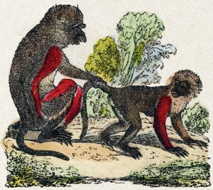 Jarki. Grawerowanie w „Alfabet Dzikich Zwierząt”. 9. Seria. Obraz Epinal, Pellerin, drukarz-wydawca, ok. 1870 r. Ryciny na drewnie, szablonowe. 16 stron. Rozmiar: 20x15 cm. Prywatna kolekcja autorstwa French School