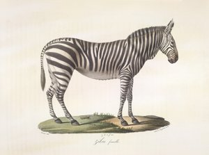 Samica zebry. Samica zebry, z historii naturalnej ssaków (kolor lito) autorstwa French School