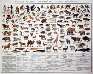 Zoologia: klasyfikacja ssaków według francuskiego biologa Georgesa Cuviera (1769-1832). Rada Historii Naturalnej autorstwa French School