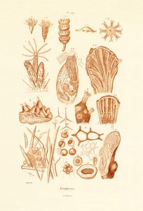 Zoofity, 1833-39 autorstwa French School