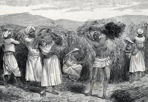 pospolity smilax lub sarsaparille lub powój szorstki zbiór w Peru (rytowanie) 1888 autorstwa French School