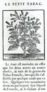 Mały tytoń, ilustracja z dyskursu o tytoniu Jeana Le Royera de Prade, 1671 autorstwa French School