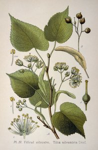 liście "Tilia Silvestris", rodzaju drzew autorstwa French School