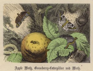 Apple Moth, Agrest-Cerpillar i Moth (kolorowy grawerunek)