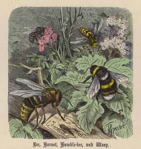 Bee, Hornet, Humble-bee i Wasp (kolorowy grawerunek)