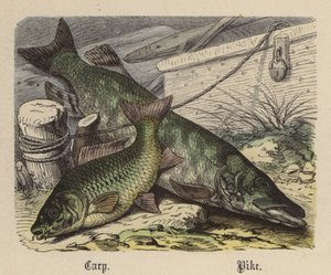 Karp, Szczupak (kolorowy grawer)