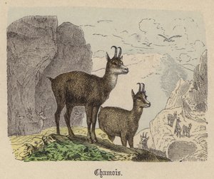 Chamois (kolorowy grawer)